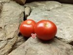 Redfield Beauty Red Tomato