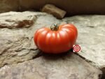 Sauce Tomato Constoluto Genovese Tomato