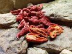 Leviathan Gnarly Scorpion Pepper - Image 5