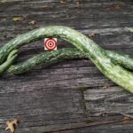 Speckled Snake Gourd