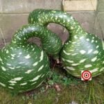 Speckled Swan Gourd