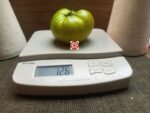 Summertime Green Dwarf Tomato Beefsteak