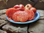 Sweet Adelaide Dwarf Tomato