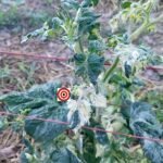 Sweet Splash Electra Variegated Plant