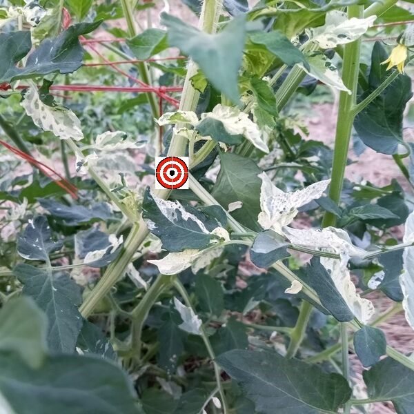Variegated Tomato