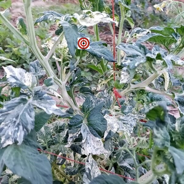 Variegated Tomato Plants