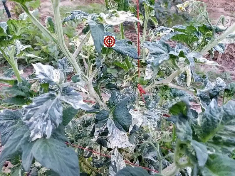 Variegated Tomato Plants