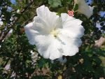Diana Althea White Hibiscus