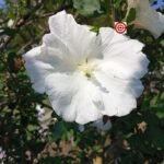 Diana Althea White Hibiscus