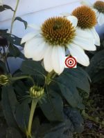 White Swan Coneflower
