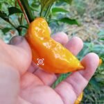 Devil's Tongue Yellow Pepper