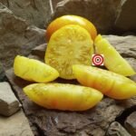 Yellow Radiance Tomato Seeds