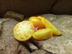 Yellow Tomato Dwarf Golden Gypsy Tomato