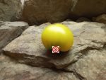 Yellow Tomato Dwarf Lemon Ice Tomato
