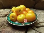Yellow Tomato Kangaroo Paw Yellow Dwarf Tomato