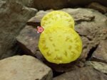 Yellow Tomato Kentucky Cabin Tomato