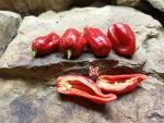 7 Pot Madballz Pepper - Image 2
