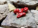 7 Pot Madballz Pepper - Image 4