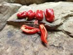 7 Pot Madballz Pepper - Image 5