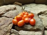 A Grappoli D Inverno Tomato Seeds