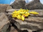 Aji Lemon Drop Pepper Yellow Pepper.