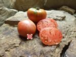 Amarillo Red Stripes Tomato by Randy Sine