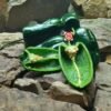 Ancho Poblano Pepper