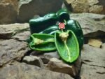 Ancho Poblano Pepper