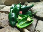 Ancho Poblano Pepper - Image 3
