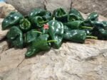 Ancho Poblano Pepper - Image 6