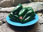 Ancho Poblano Pepper - Image 5