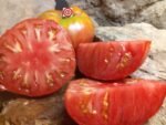 Macs Pride RL Tomato - Image 3
