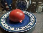 Blaue Kasachstan Tomato Beefsteak Tomatoes