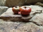 Blaue Kasachstan Tomato Sandwich Tomatoes