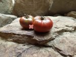 Blaue Kasachstan Tomato Slicing Tomatoes