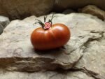 Blue Bunny Tomato