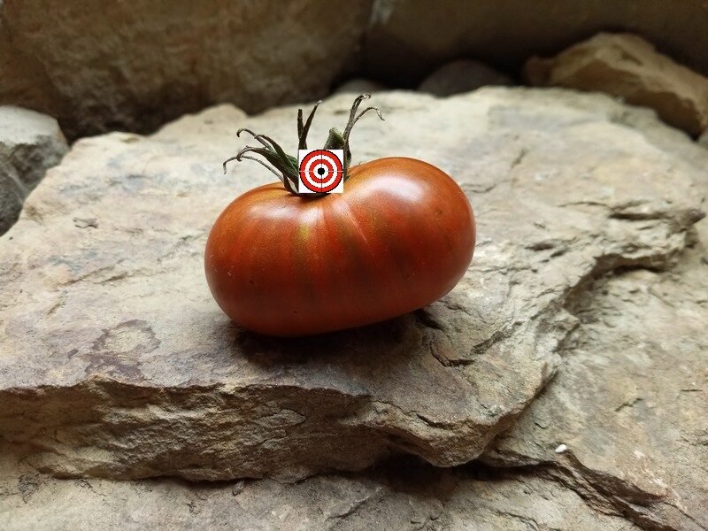 Mississippi Queen Tomato-Bounty Hunter Seeds-Dean Slater Seed