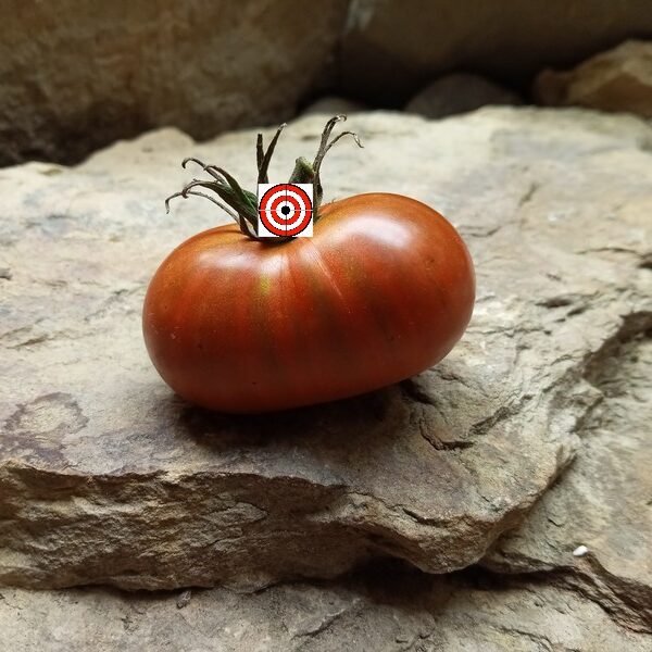 Blue Bunny Tomato
