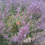 Blue Queen Salvia Flower