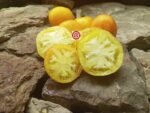Brad Gates Yellow Furry Boar Tomato