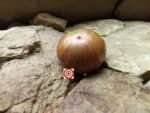 Bronze Orb Tomato