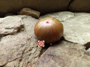 Bronze Orb Tomato