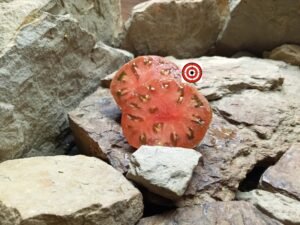 Bronze Orb Tomato Seeds