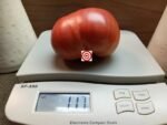 Bulls Heart Tomato
