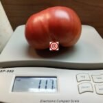 Bulls Heart Tomato