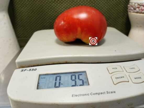 Dwarf Burpee Giant Tomato