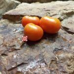 Canadian Dwarf Tomato