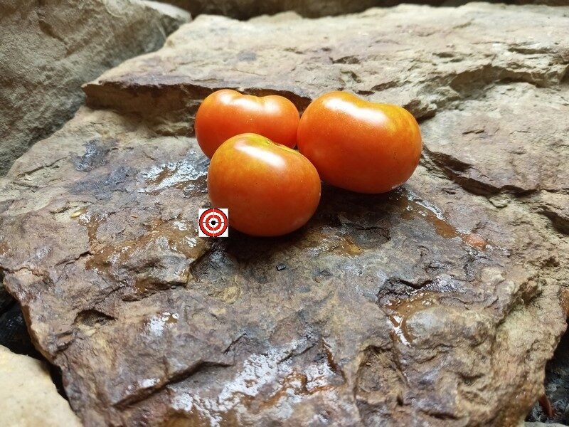 Dwarf Wild Spudleaf Tomato-Bounty Hunter Seeds-Heirloom Seeds