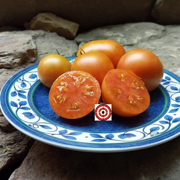 Candy Sweet Large Tomato