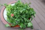 Cilantro Slow Bolt (Whole Seeds)